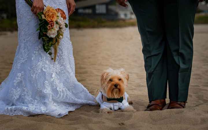 Dogs In The Wedding! - 1
