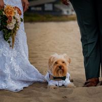 Dogs In The Wedding! - 1