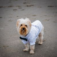 Dogs In The Wedding! - 2