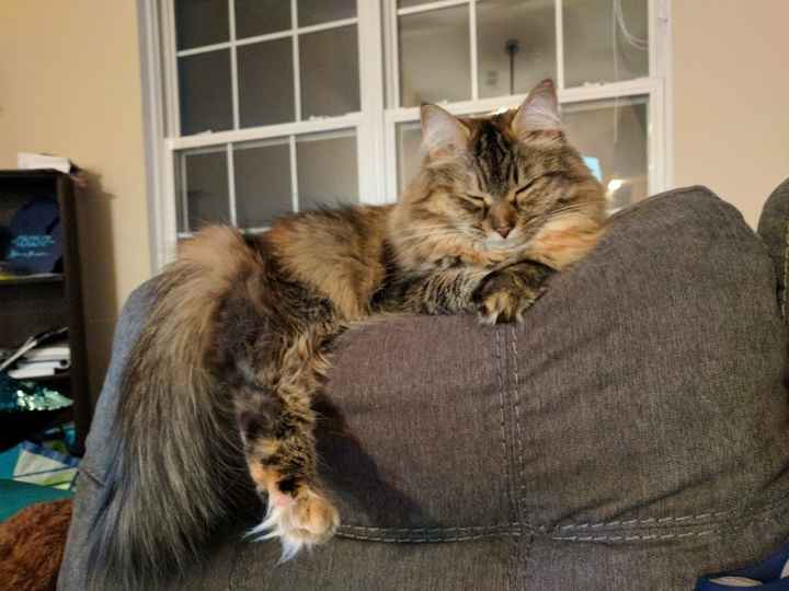 Let me see those fur babies!