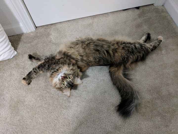 Today is National Pet Day! Let's see those fur babies :)