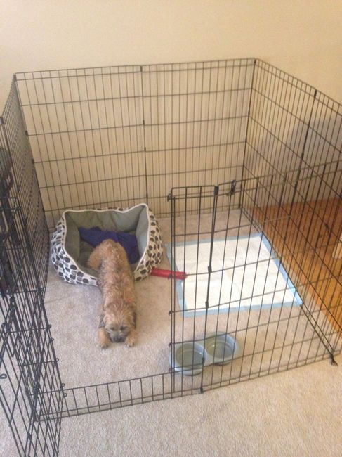 NWR Could use advice from fur-baby mama's and/or vets. Probably TMI info included. My new PUP.