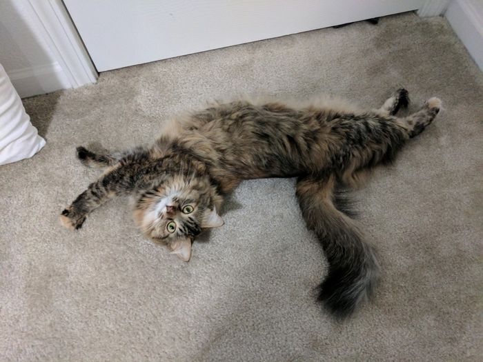 Today is National Pet Day! Let's see those fur babies :)