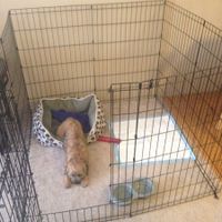 NWR Could use advice from fur-baby mama's and/or vets. Probably TMI info included. My new PUP.