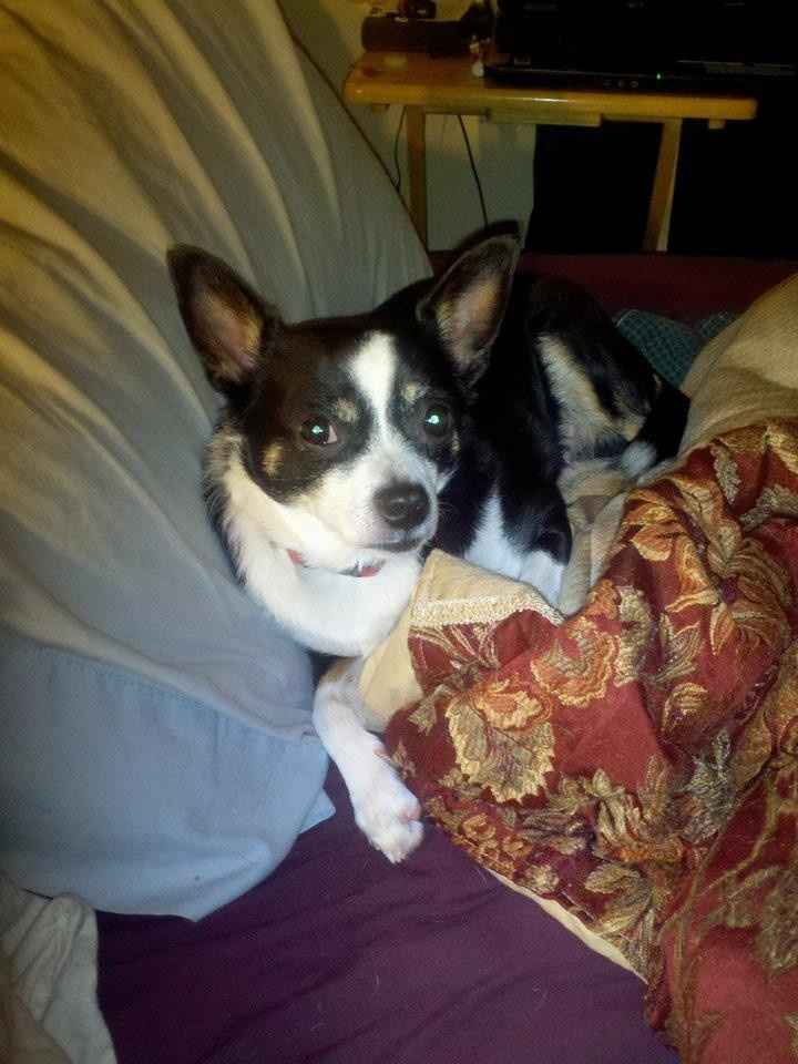 NWR: Fiance and my Pet are not in love