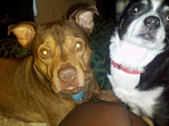 NWR: Fiance and my Pet are not in love