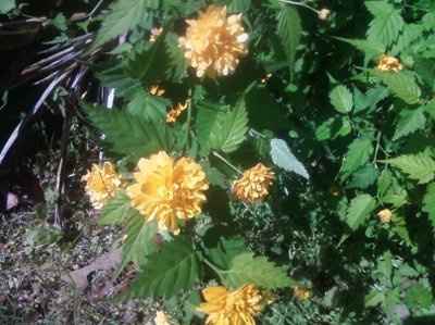 pesky little flower