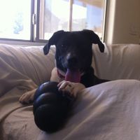 NWR: Fur Babies!
