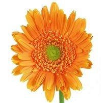 gerbera daisies... boutonnieres and the color orange!?!