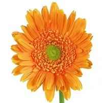 gerbera daisies... boutonnieres and the color orange!?!