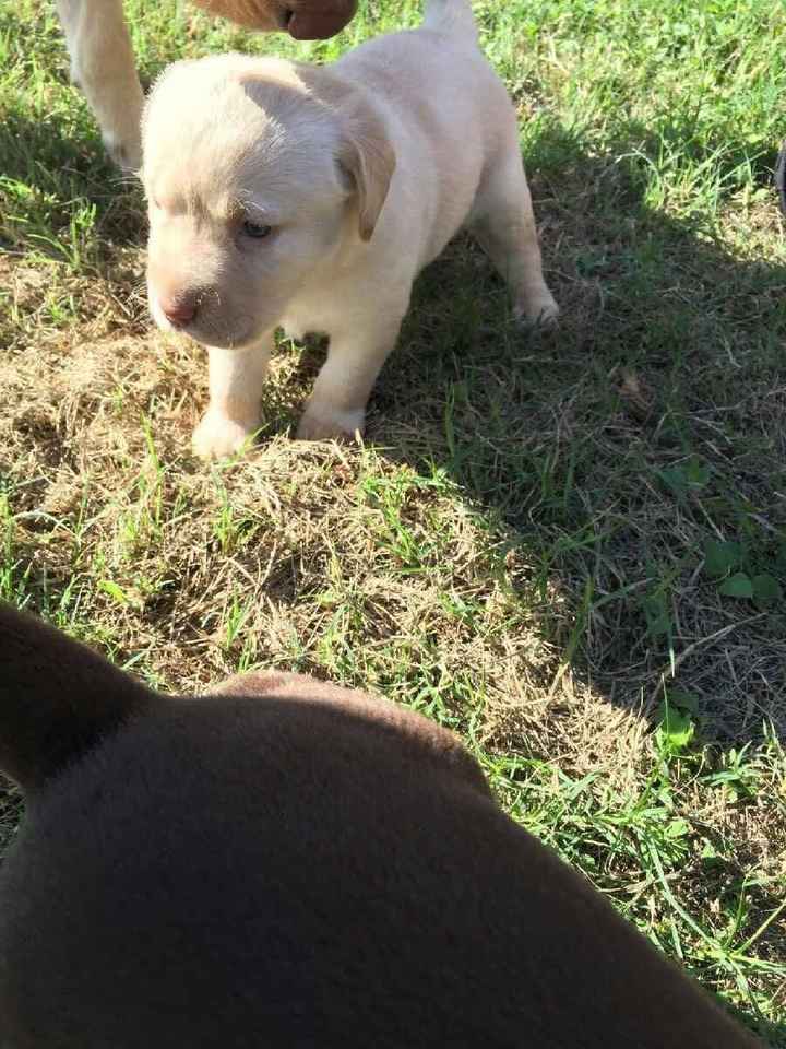 Brag Post - Pet Edition!