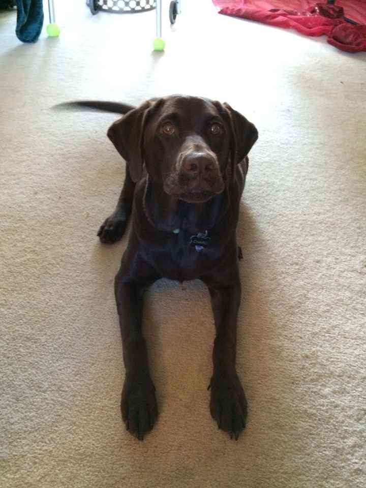 Brag Post - Pet Edition!