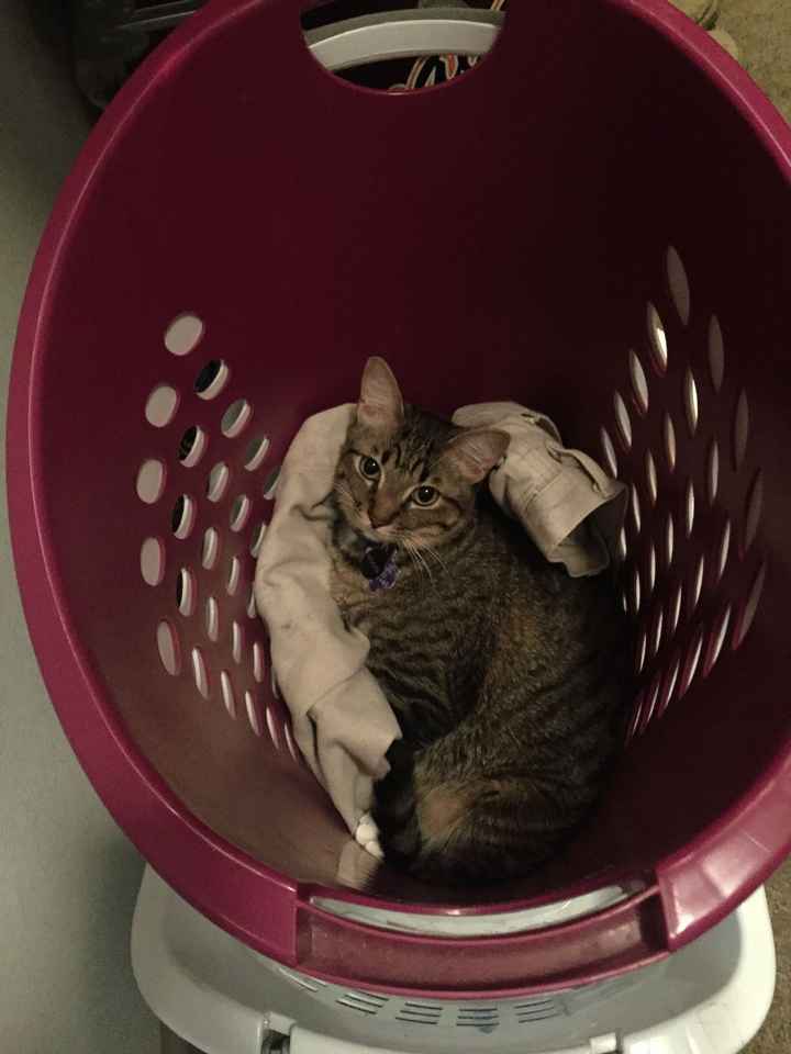 Brag Post - Pet Edition!