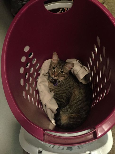 Brag Post - Pet Edition!