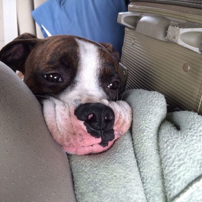 Furbaby pick me up
