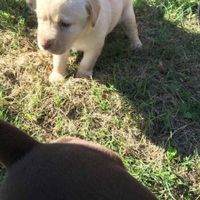 Brag Post - Pet Edition!