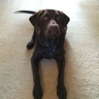 Brag Post - Pet Edition!