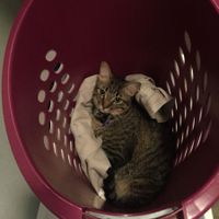 Brag Post - Pet Edition!