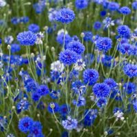 Cornflower Blue - 1