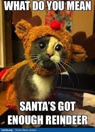 NWR: Fun time - Holiday Cat Pics