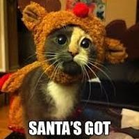 NWR: Fun time - Holiday Cat Pics