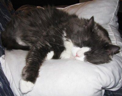 *NWR* Post pics of your furry (or not so furry) kids!