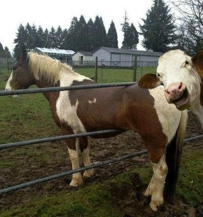 Why are there no Friday animal funnies?