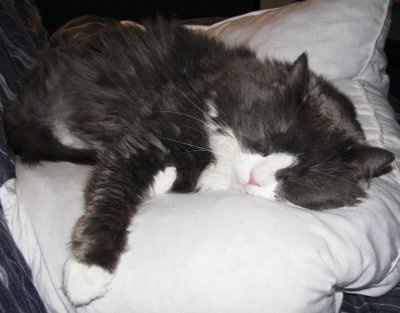 *NWR* Post pics of your furry (or not so furry) kids!