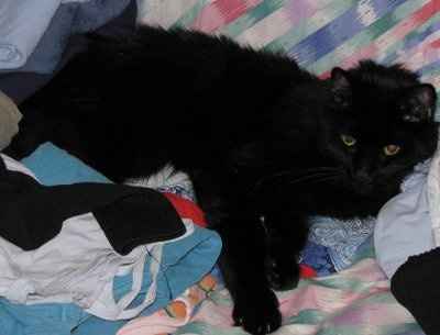 *NWR* Post pics of your furry (or not so furry) kids!