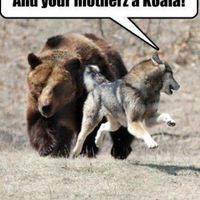 Mrs S ... We need to start another funny Cat thread!