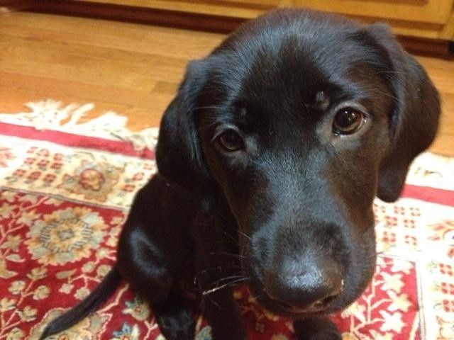 Any one having their dogs in their wedding?? She me pictures of your dogs.