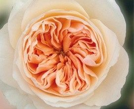 Centerpiece, I need your input please!