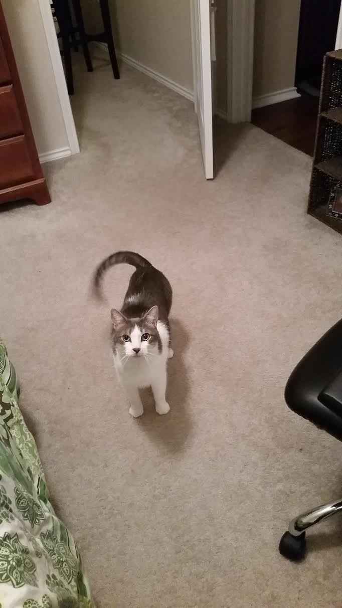 NWR: Pet Owners...Can we play a fun game? :D