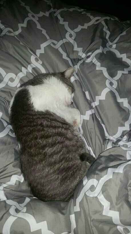 Show me your fur babies!