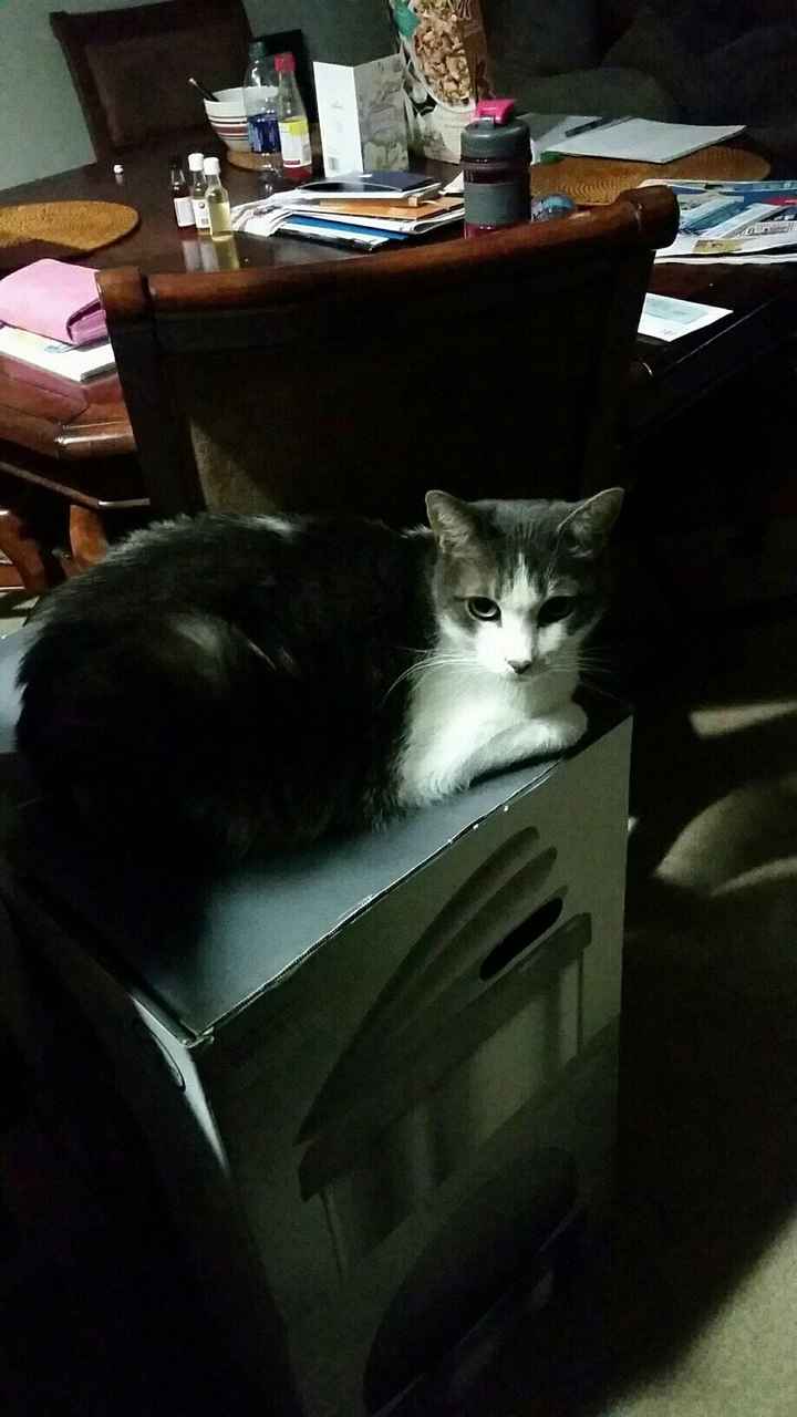 How did your pet "help"?