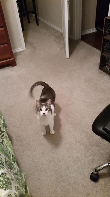 NWR: Pet Owners...Can we play a fun game? :D