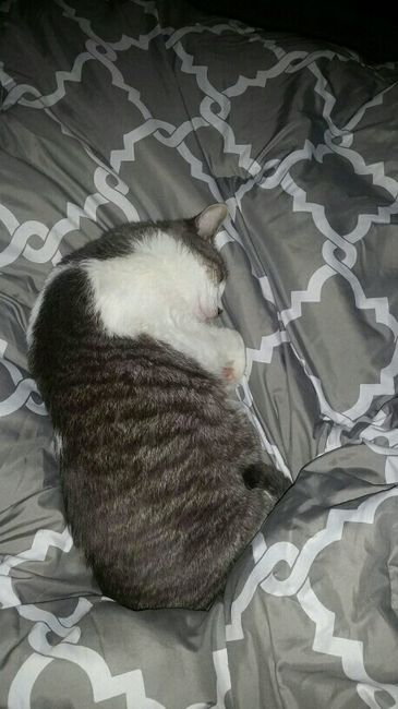 Show me your fur babies!