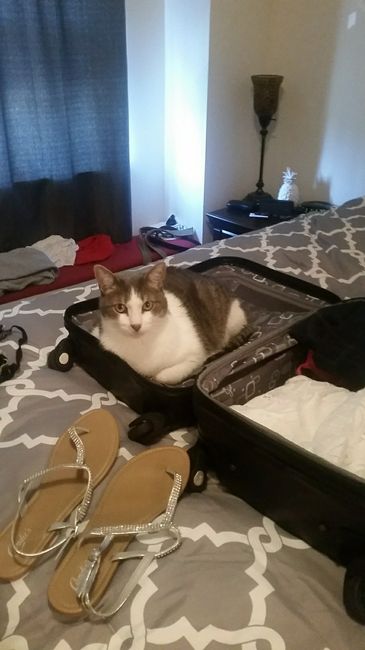 Fur Babies Helping!
