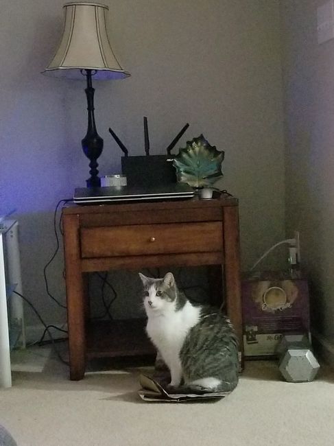 Not WW but my cat is cute sooo