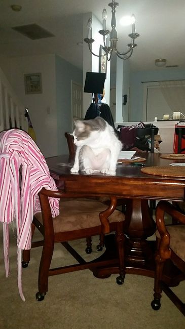 NWR: Silly pictures of your pets