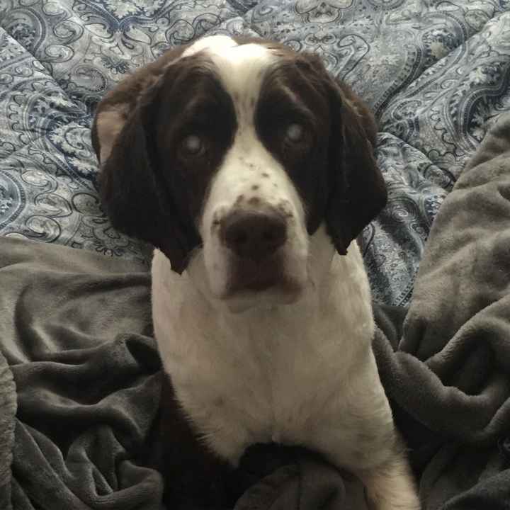 Why do I love my dog so much?