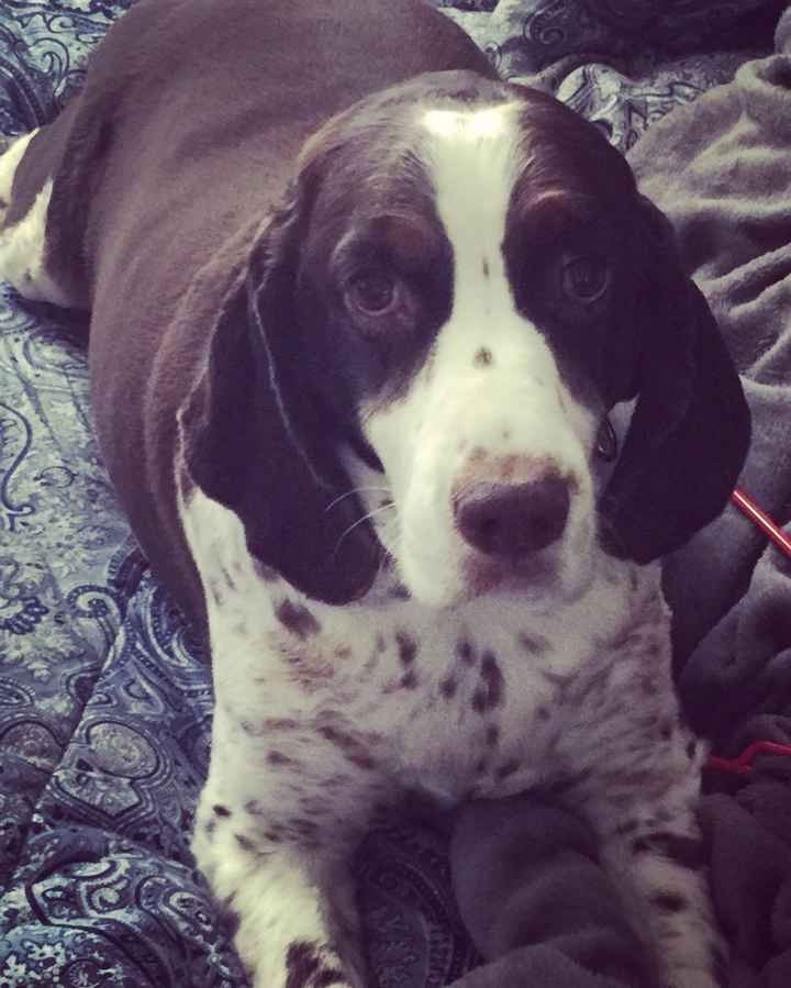 Why do I love my dog so much?