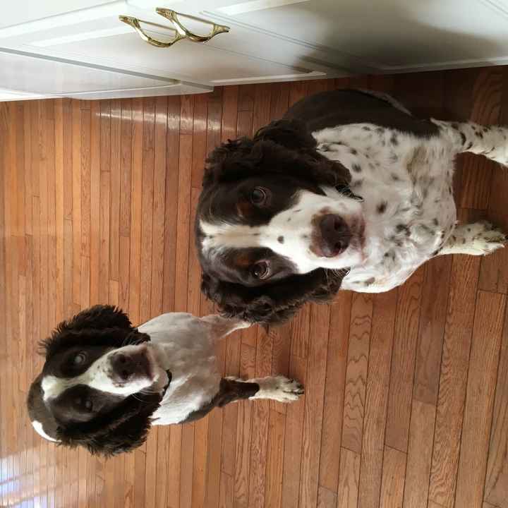 NWR: Name a weird/funny thing your pets do