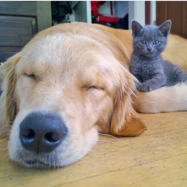 Positive thoughts and pictures of fluffy pets please