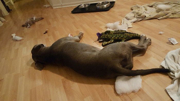 Pibbles and allergies - NWR