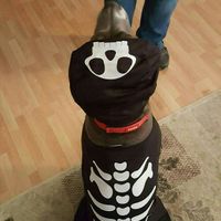 NWR: Do your pets celebrate Halloween?