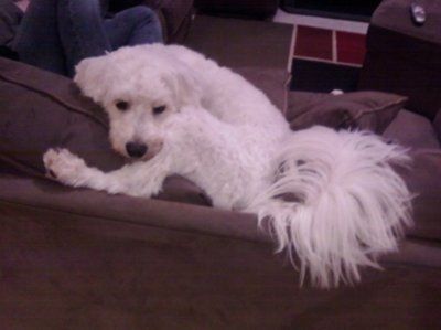 Show us your pets!