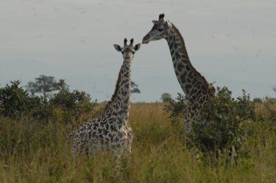 OMG  Too Cute!  Petite Lap Giraffes