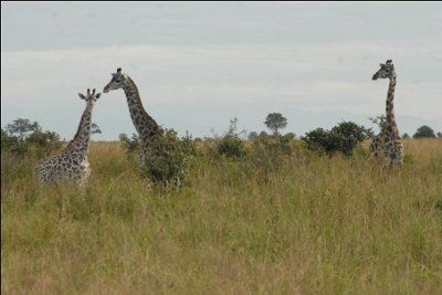 OMG  Too Cute!  Petite Lap Giraffes
