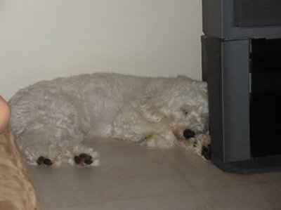 NWR - Watch Dog :)
